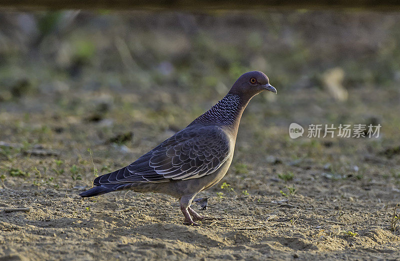 picazuro鸽子(Patagioenas picazuro)是一种原产于南美洲的鸽子。发现于巴西的潘塔纳尔。